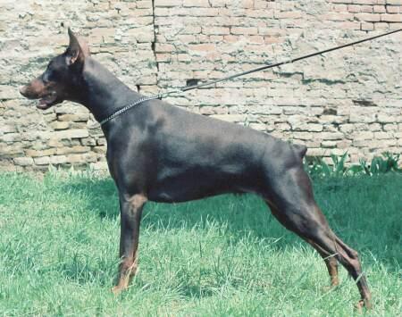 Omy Omega of Jealousy | Brown Doberman Pinscher