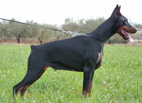 Ramar Leal Alisha | Black Doberman Pinscher