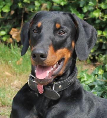 Izzy v.d. Horringhauser Höh | Black Doberman Pinscher