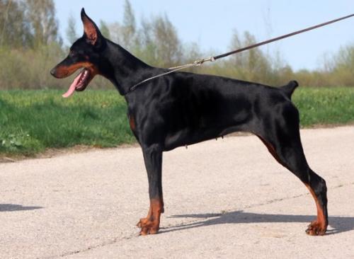 Gem'Givveeon Bomba | Black Doberman Pinscher