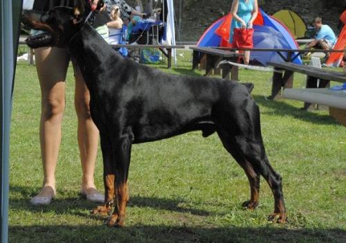 Gem'Givveeon Aristocrat | Black Doberman Pinscher