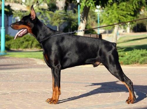 Gem'Givveeon Arktur | Black Doberman Pinscher