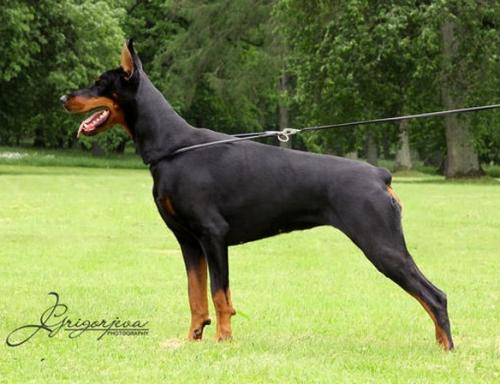 Gem'Givveeon Alexandra | Black Doberman Pinscher