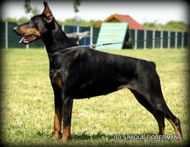 Gem'Givveeon Alexa | Black Doberman Pinscher