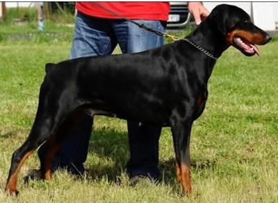 Gem'Givveeon Angel | Black Doberman Pinscher