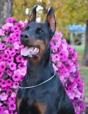 Gem'Givveeon Alberta | Black Doberman Pinscher