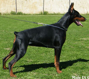 Maia di Casa Fox | Black Doberman Pinscher