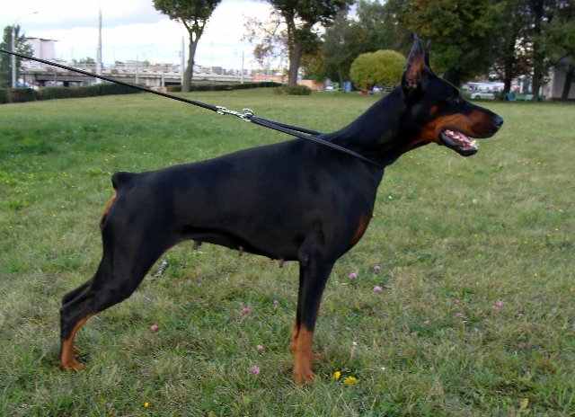 Ximena-Xiomara de Grande Vinko | Black Doberman Pinscher