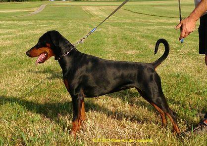 Dana v.d. Leibgarde | Black Doberman Pinscher