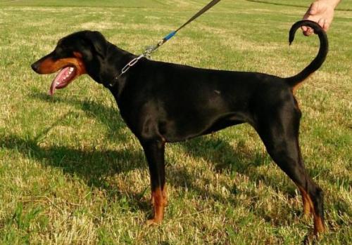 Dakota v.d. Leibgarde | Black Doberman Pinscher