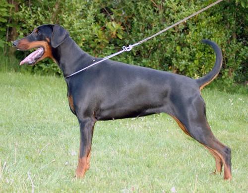 Nordsea Pride Farrahgiva | Black Doberman Pinscher