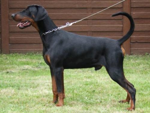 Nordsea Pride Jenko | Black Doberman Pinscher