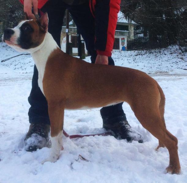 Rocks of Hámor Aria | American Staffordshire Terrier 