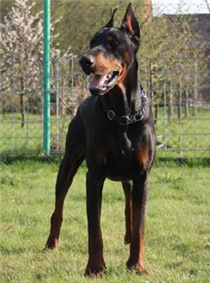 Brutus Anibag | Black Doberman Pinscher