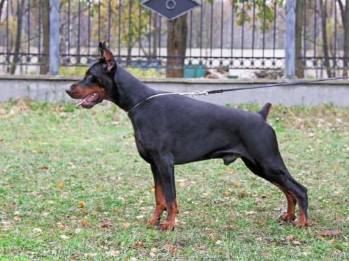 Teraline Floydt | Black Doberman Pinscher