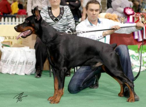 Zolotaya Dinastiya Neygauz | Black Doberman Pinscher