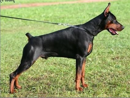 King Kong del Nasi | Black Doberman Pinscher