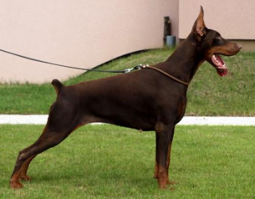 Gala del Nasi | Brown Doberman Pinscher