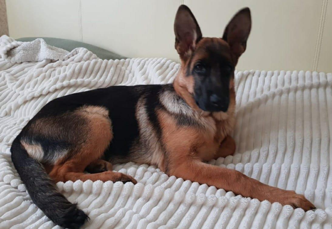 Rondo Borsalina Gabriella | German Shepherd Dog 