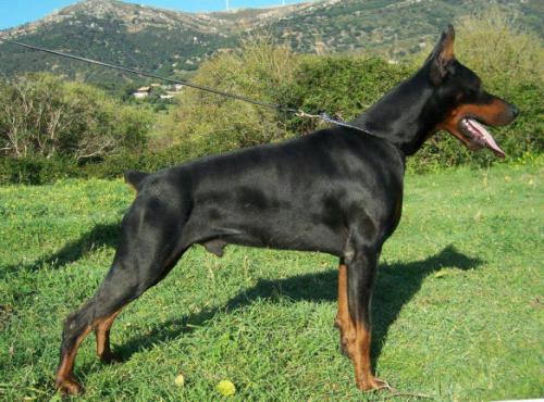 Bonal de Swarlazd | Black Doberman Pinscher