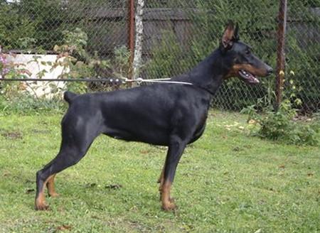 El'Dofroshe Zelinda Zolda | Black Doberman Pinscher