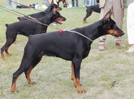 Allegro Ruby iz Doma Domeni | Black Doberman Pinscher