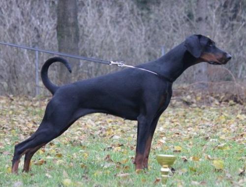 Akira di Esposito | Black Doberman Pinscher