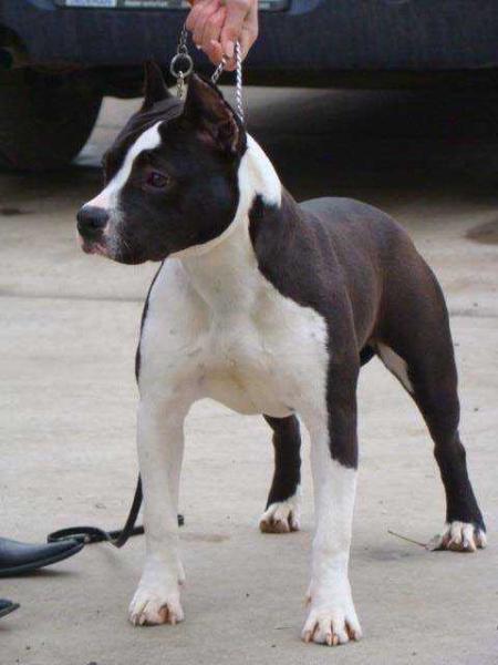 Irys Of Irysneverland | American Staffordshire Terrier 