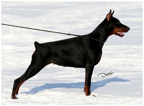 Atia Aurelia de la Scytha | Black Doberman Pinscher