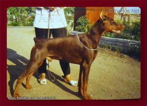 Alex Bernden Ero | Brown Doberman Pinscher