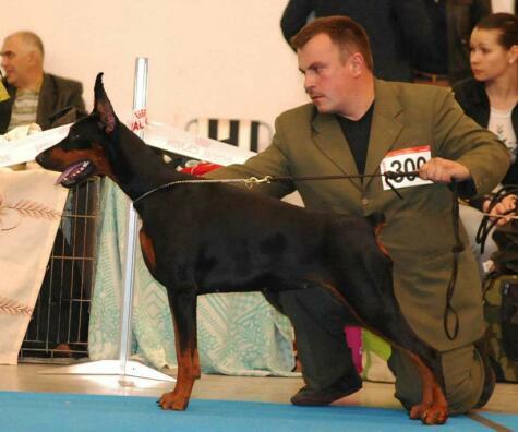 Modus Ost Leonarda | Black Doberman Pinscher