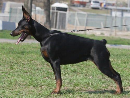 Modus Ost Leonida | Black Doberman Pinscher