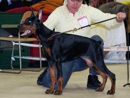 Modus Ost Leokadiya | Black Doberman Pinscher