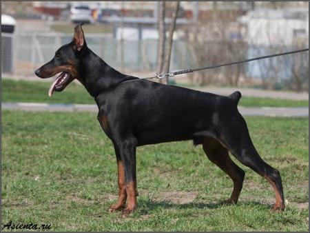 Modus Ost Leopard | Black Doberman Pinscher