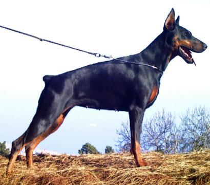 Vallis v.h. Wantishof | Black Doberman Pinscher