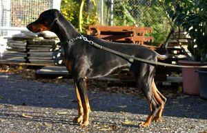 Demos v. CBF | Black Doberman Pinscher