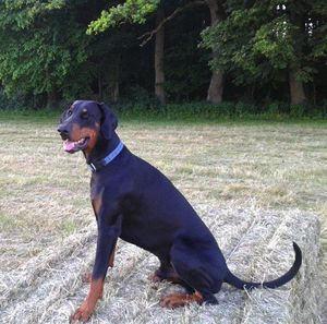 Durak v. CBF | Black Doberman Pinscher