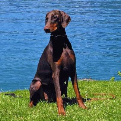 Daya v. CBF | Brown Doberman Pinscher