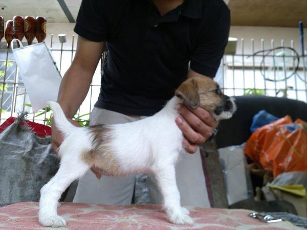 Rhigma Raphael | Jack Russell Terrier 