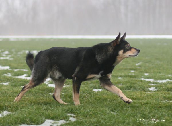 Njarga Skihpár | Lapponian Herder 