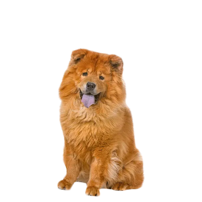 Chow Chow