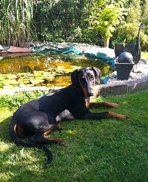 Dena v. CBF | Black Doberman Pinscher