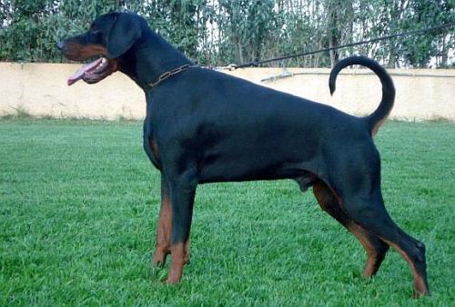 Mad Max Asli Han | Black Doberman Pinscher