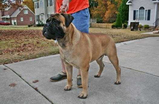 Trugrit´s Tally ho Tucker | Bullmastiff 