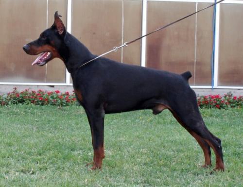 Izrafel King Kingston | Black Doberman Pinscher