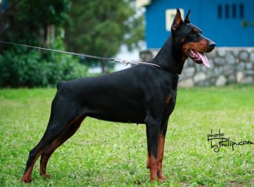 Daly Aya Ginga House | Black Doberman Pinscher