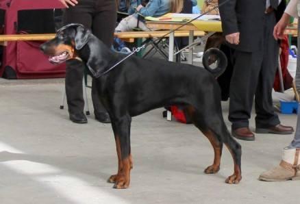 O'rayan v.h. Doberforest | Black Doberman Pinscher