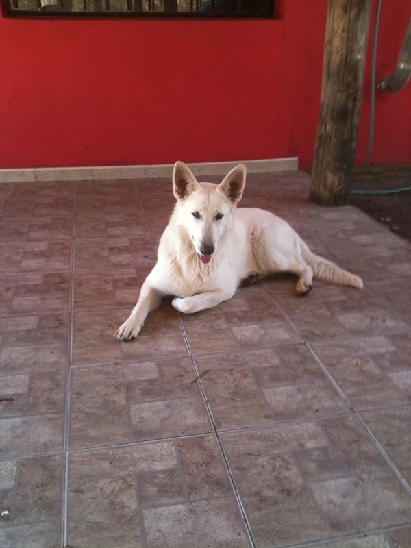 Alabama del antecesor | White Swiss Shepherd Dog 