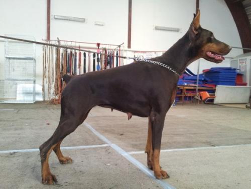 Jukky Black Iron Warrior | Brown Doberman Pinscher