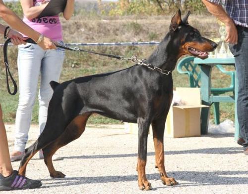 Defender of Bulgaria Alice | Black Doberman Pinscher